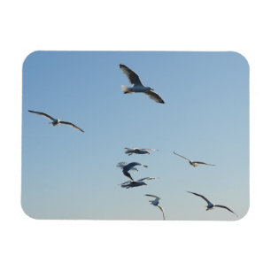 Måsar svävar i flykt med blå himmel avkopplande magnet