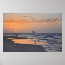 Måsar vid soluppgången på en strand i Florida Poster