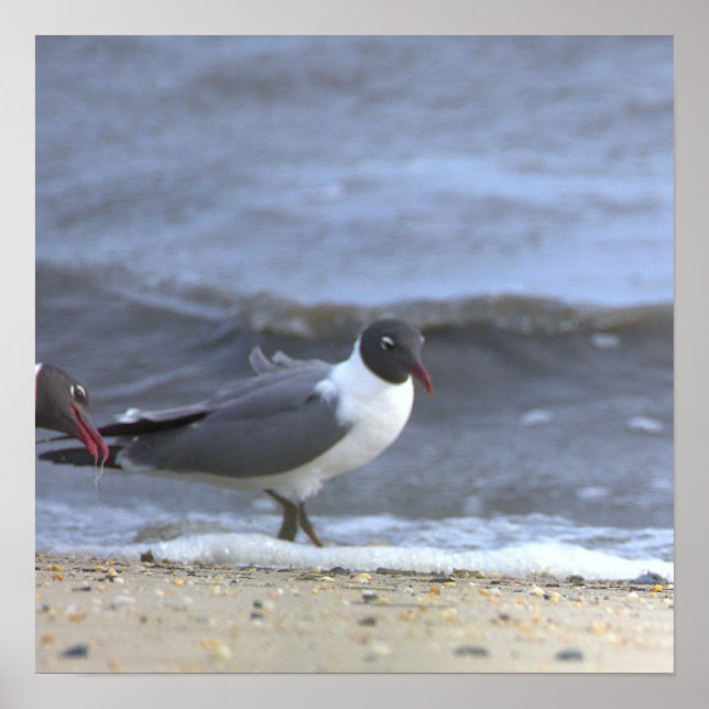 Måsar vid strandlinjen Affisch (Framsidan)