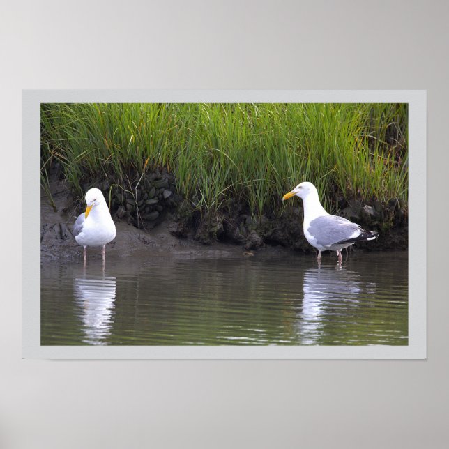 Måsar vid vattenaffisch poster (Framsidan)