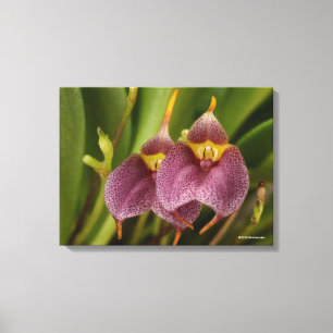 Masdevallia Canvastryck