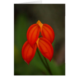 Masdevallia ignea Orchid Hälsningskort