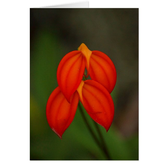 Masdevallia ignea Orchid Hälsningskort (Framsidan)