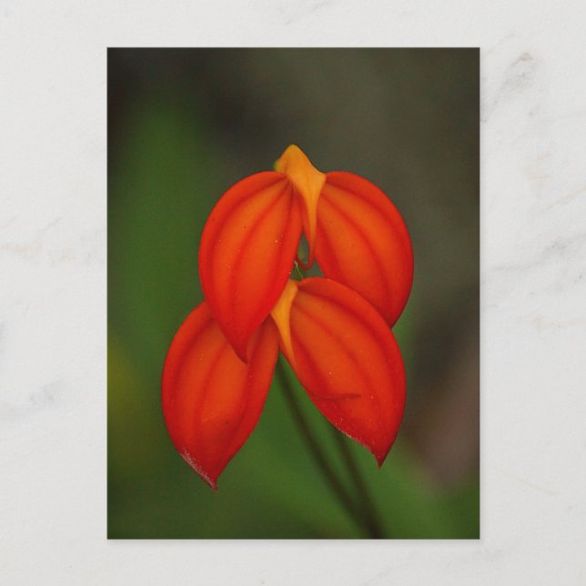 Masdevallia ignea Orchid Vykort (Framsida)