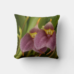 Masdevallia Kudde