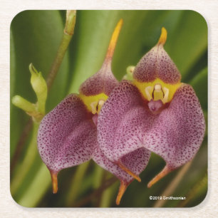 Masdevallia Underlägg Papper Kvadrat