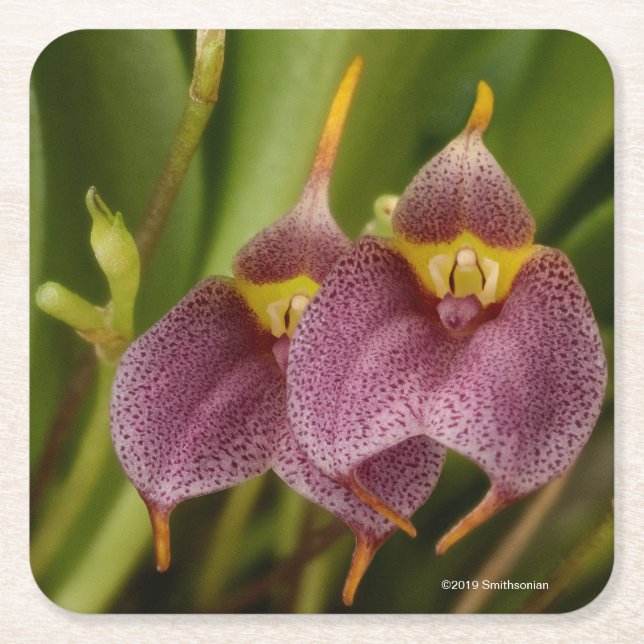 Masdevallia Underlägg Papper Kvadrat (Framsidan)