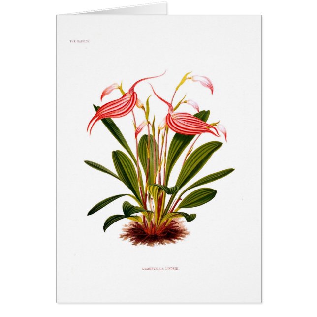 Masdevallialindeni Hälsningskort (Framsidan)