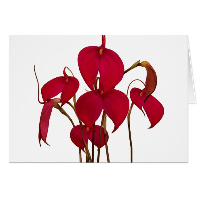 MasdevalliaOrchid - kort (Framsidan Horizontal)