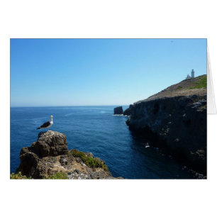 Måse på Anacapa Island vid Channel Islands Hälsningskort
