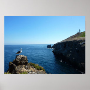 Måse på Anacapa Island vid Channel Islands Poster