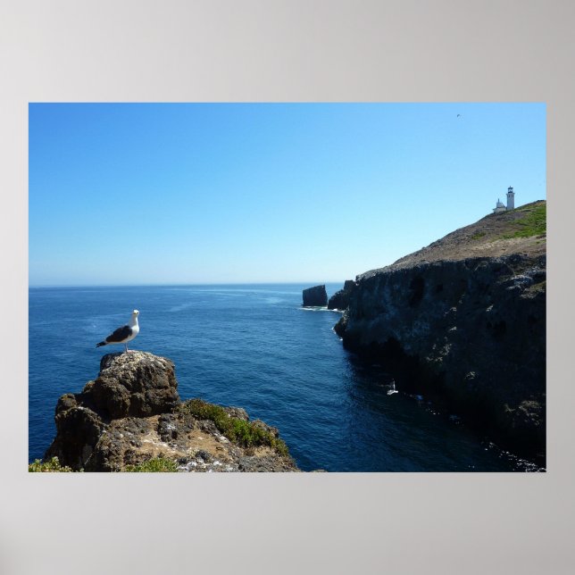 Måse på Anacapa Island vid Channel Islands Poster (Framsidan)