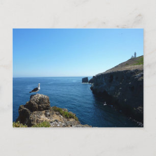 Måse på Anacapa Island vid Channel Islands Vykort