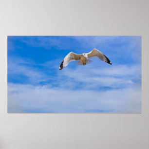 Måse svävar högt mot en blå himmel poster