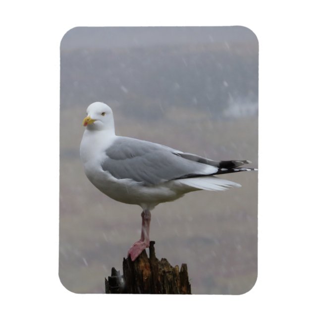 Måsfågel i snöscen – Fågel Fotografering Natur Magnet (Vertikal)