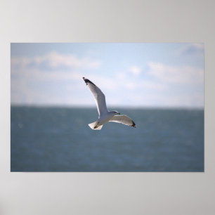 Måsflygande Fotoaffisch Poster