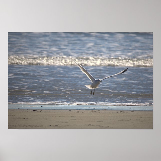 Måsflygande Fotoaffisch Poster (Framsidan)