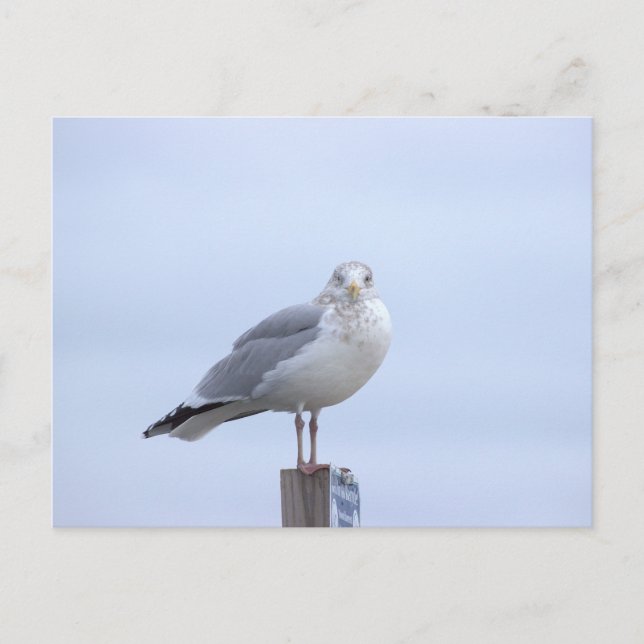 Måsfoto vykort (Framsida)