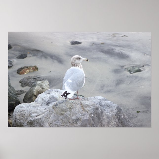 Måsfotoaffisch  poster (Framsidan)