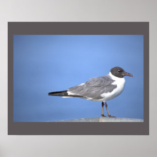 Måsfotoaffisch Poster