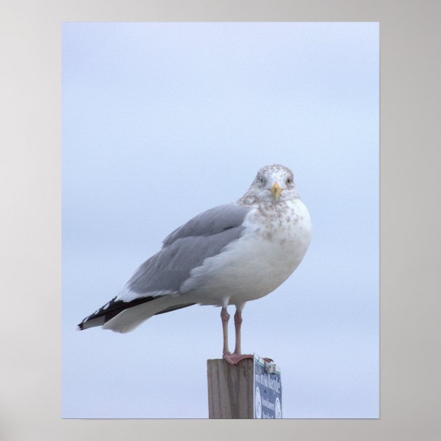 Måsfotoaffisch  poster (Framsidan)