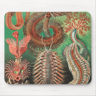 Mask, Annelids Chaetopoda av Ernst Haeckel Musmatta