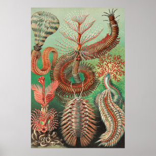 Mask, Annelids Chaetopoda av Ernst Haeckel Poster