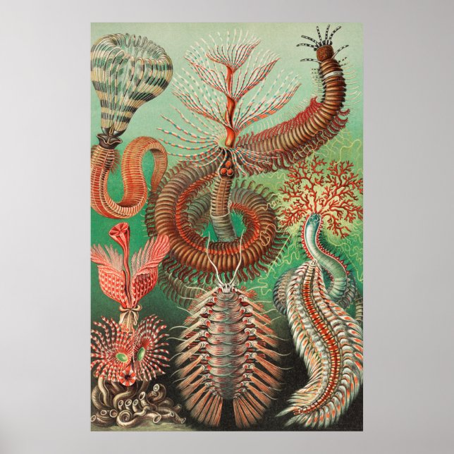 Mask, Annelids Chaetopoda av Ernst Haeckel Poster (Framsidan)