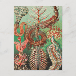 Mask, Annelids Chaetopoda av Ernst Haeckel Vykort