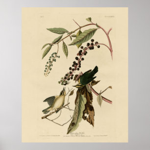 Mask ätare - Audubon's Birds of America Poster