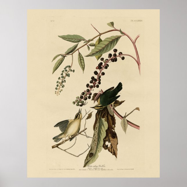 Mask ätare - Audubon's Birds of America Poster (Framsidan)