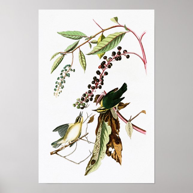 Mask ätare John Audubon Birds of America Poster (Framsidan)