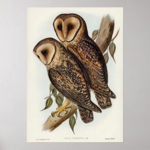 Mask Barn Uggla av Elizabeth Gould Poster