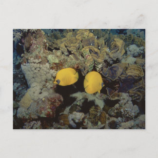 Mask Butterfly001-01 Vykort