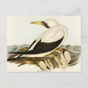 Mask Gannet av Elizabeth Gould Vykort