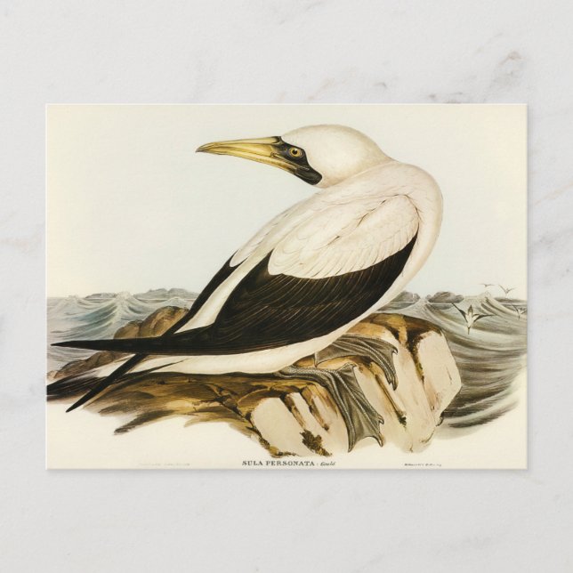 Mask Gannet av Elizabeth Gould Vykort (Framsida)