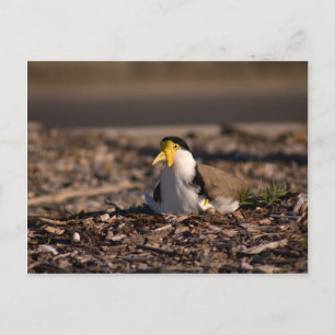 Mask Lapwing Vykort