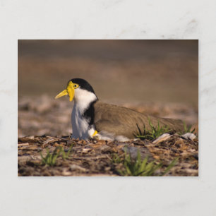 Mask Lapwing Vykort