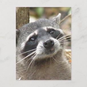 Mask Raccoon-vykort Vykort