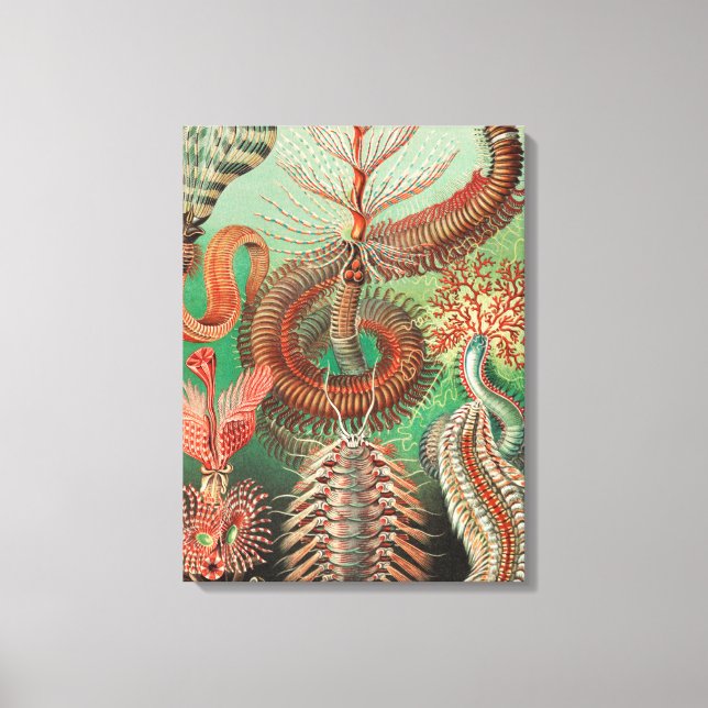 Maskar, Annelider Chaetopoda av Ernst Haeckel Canvastryck (Framsida)