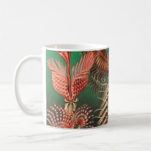 Maskar, Annelider Chaetopoda av Ernst Haeckel Kaffemugg