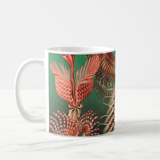 Maskar, Annelider Chaetopoda av Ernst Haeckel Kaffemugg (Vänster)