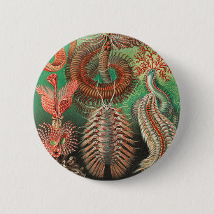 Maskar, Annelider Chaetopoda av Ernst Haeckel Knapp
