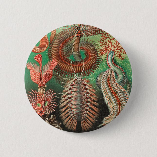 Maskar, Annelider Chaetopoda av Ernst Haeckel Knapp (Framsida)