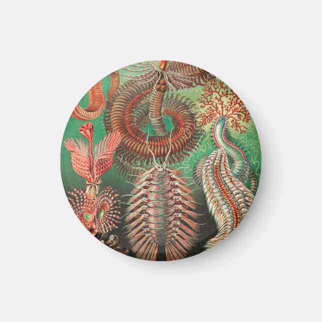 Maskar, Annelider Chaetopoda av Ernst Haeckel Magnet (Framsidan)