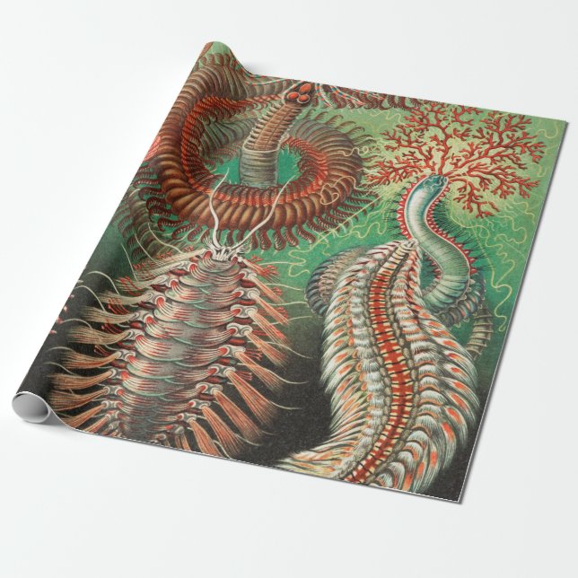 Maskar, Annelider Chaetopoda av Ernst Haeckel Presentpapper (Utrullad)