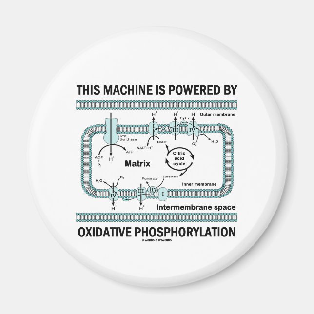 Maskin som drivs av oxidativ fosforylering magnet (Framsidan)