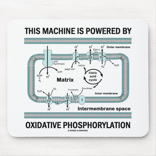 Maskin som drivs av oxidativ fosforylering musmatta (Framsidan)