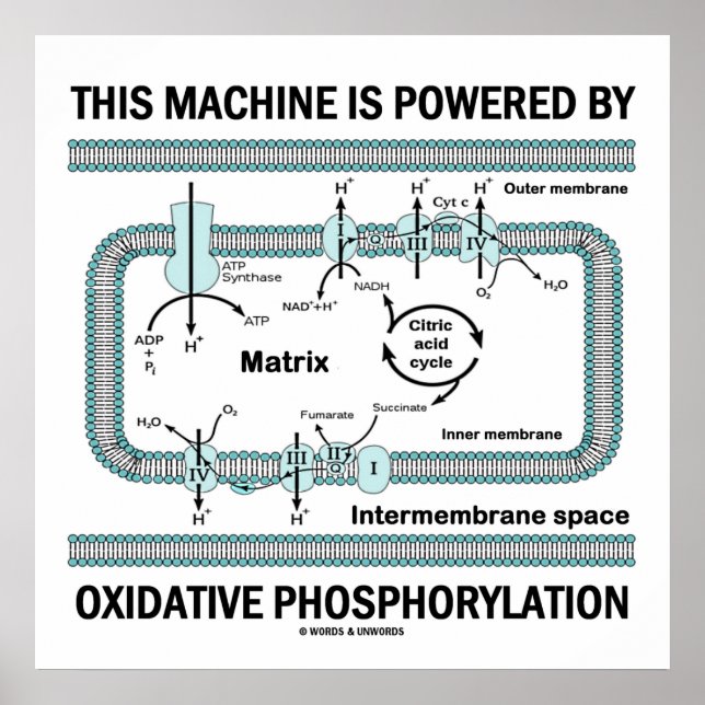 Maskin som drivs av oxidativ fosforylering poster (Framsidan)