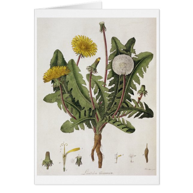 Maskros (färggravyr) hälsningskort (Framsidan)